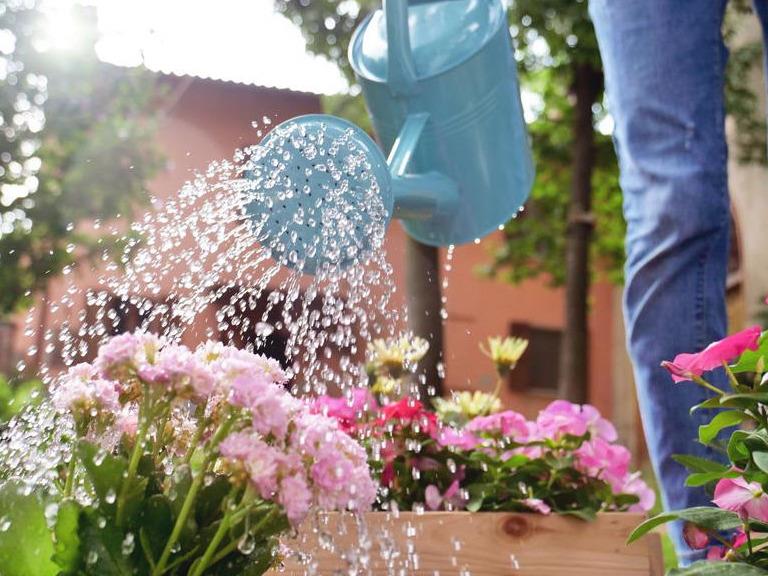 Guide pratique pour arroser les plantes