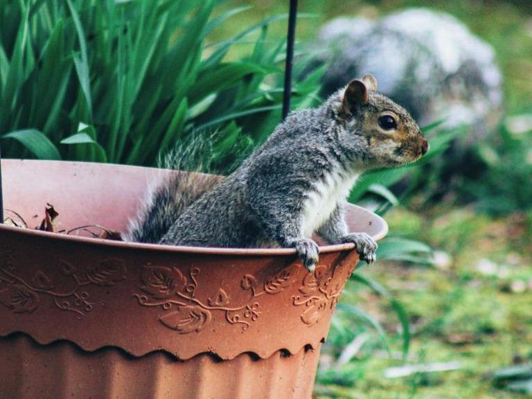 Comment héberger un jardin sans créatures