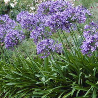 Agapanthus