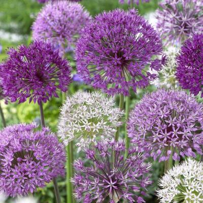 Alliums