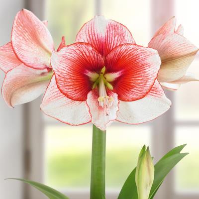 Amaryllis