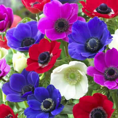 Anemone