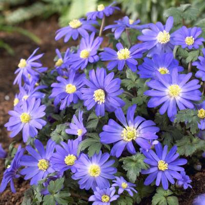 Anemone blanda