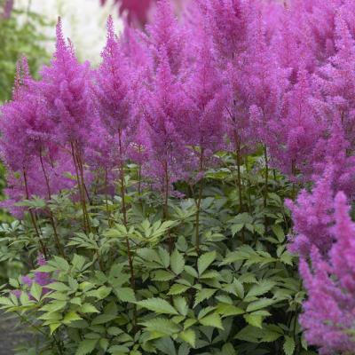 Astilbe