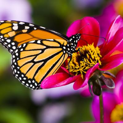 Butterfly collection