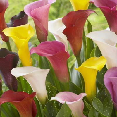 Calla Lilies