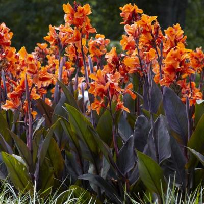 Canna Lilies