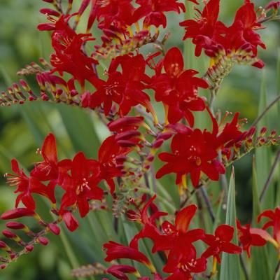 Crocosmia