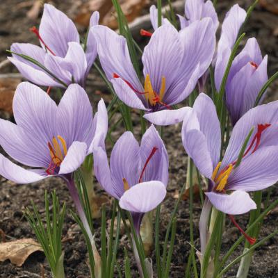 Crocus Sativus