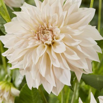 Dahlia