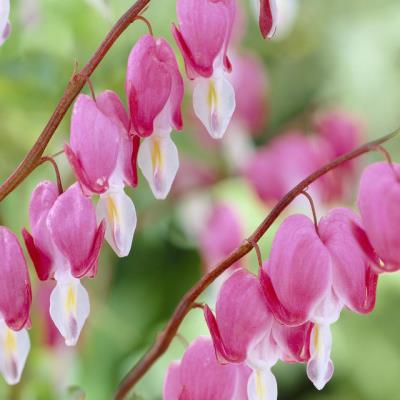 Dicentra