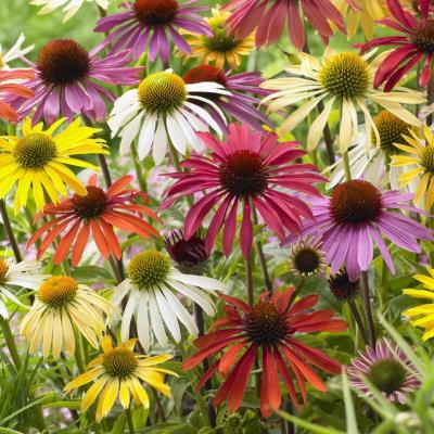 Echinacea