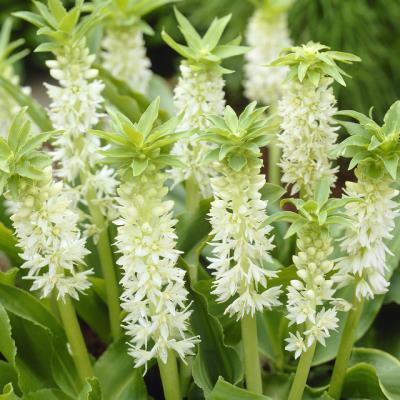 Eucomis