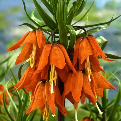 Fritillaria Imperialis