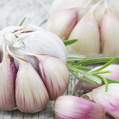 Garlic