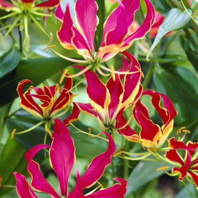 Gloriosa