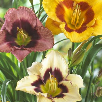 Hemerocallis