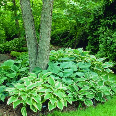 Hosta