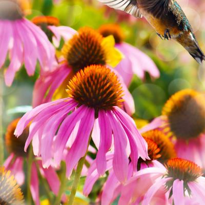 Hummingbird Collection