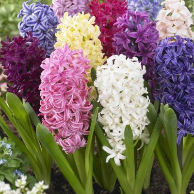 Hyacinthus