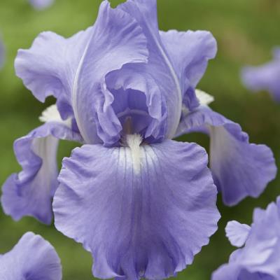 Iris