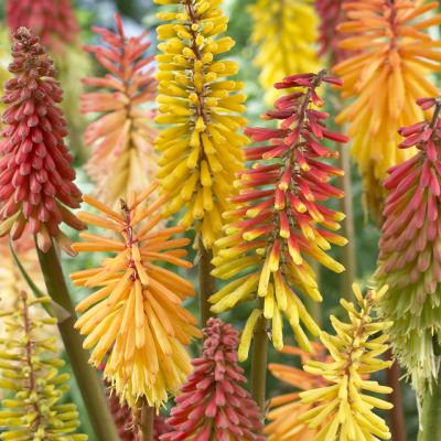 Kniphofia