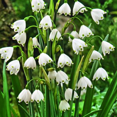 Leucojum