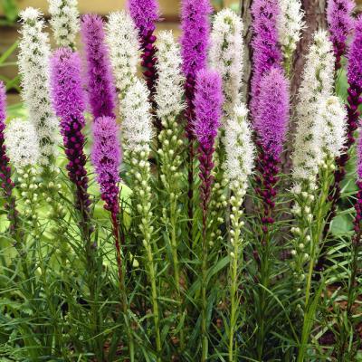Liatris