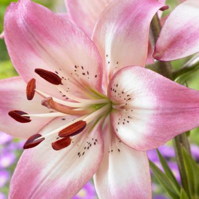 Lilium