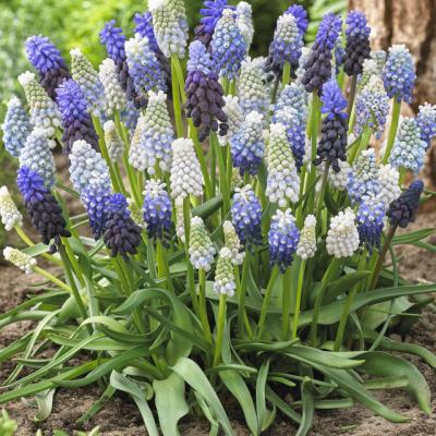 Muscari
