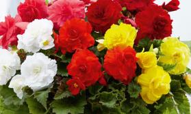 Begonia