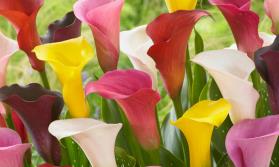 Calla Lily