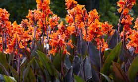 Canna Lily