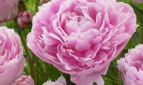 Peony