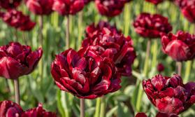 Tulip