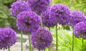 Allium