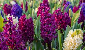 Hyacinth