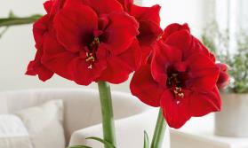 Amaryllis