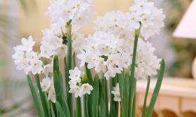 Paperwhites