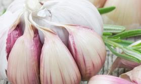 Garlic