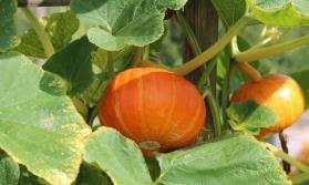 Specialty Vegetables