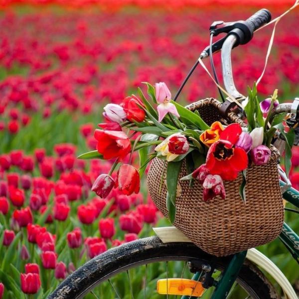 Tulip Pick Farm with Large Tulip Bundle