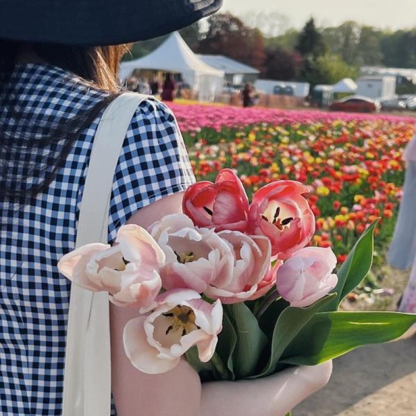 Tulip Bundle looking over tulip farm