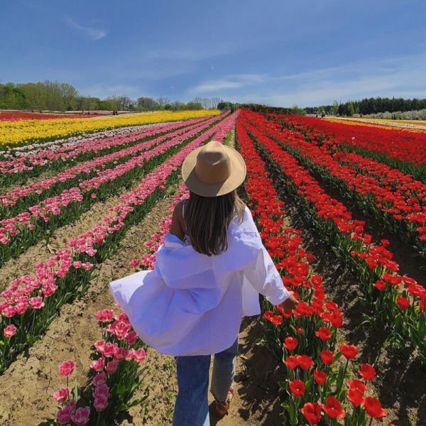 Walking the tulip fields
