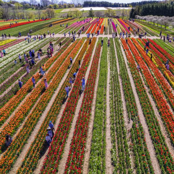 Tulip field from drone