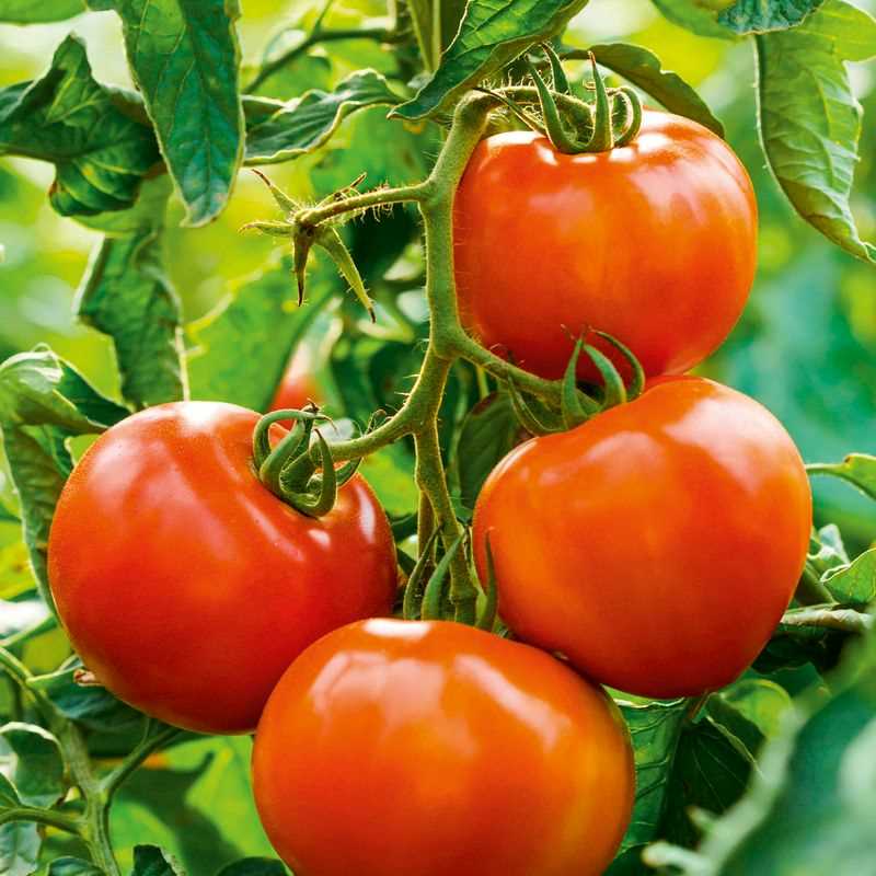 Champion II Tomato Seed Plug Grow Kit