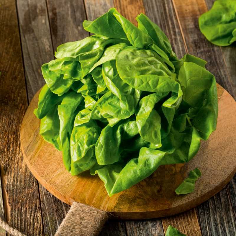 Butterhead Lettuce Seed Plug Grow Kit