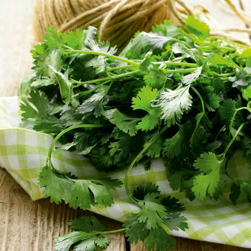 Cilantro Seed Grow Kit
