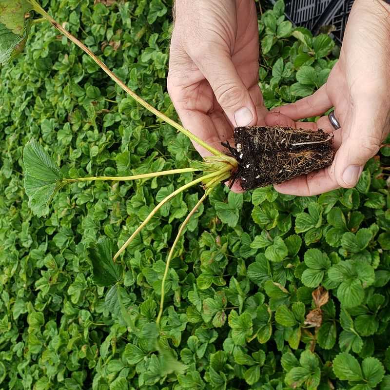 3 Sweet Potato Plugs (Baby Plant)