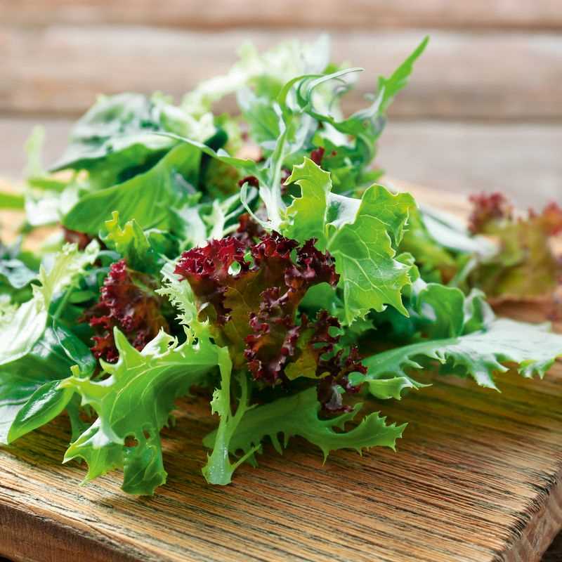 Lettuce Bistro Blend Seed Plug Grow Kit